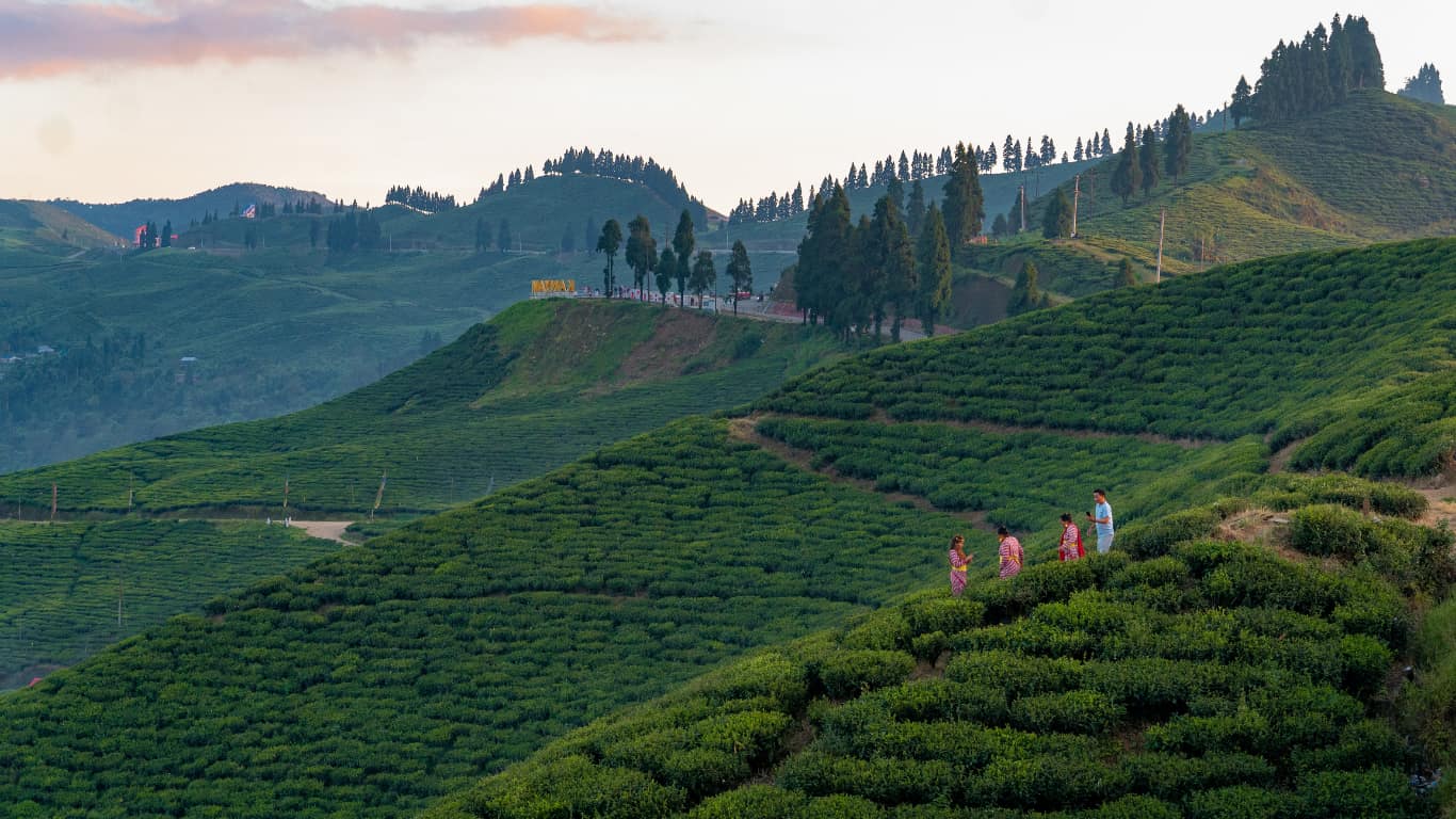 Tea Nepal Banner